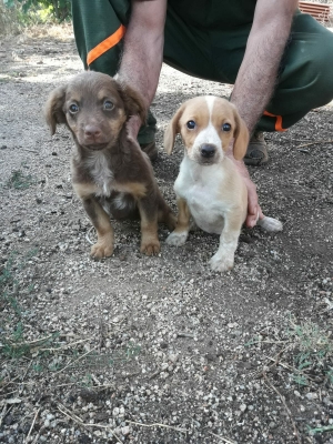 Marrone e Gemma